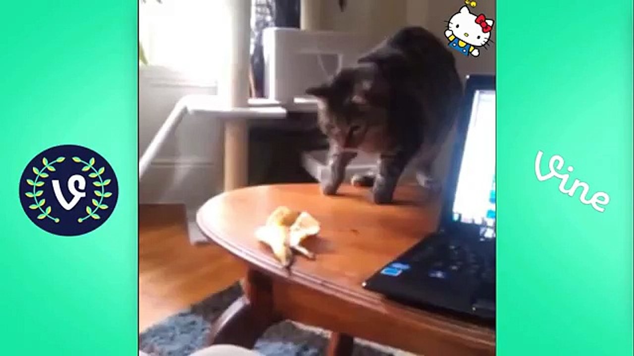 Funny Cats and Dogs Compilation - Best Funny Cat Videos Ever