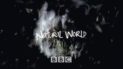 BBC Мир природы. Кукушка / The Natural World. Cuckoo (2009) HD