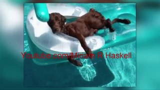 Funniest Pictures Compilation 2016 | 25 Funny Pool Photos Taken At The Right Moment