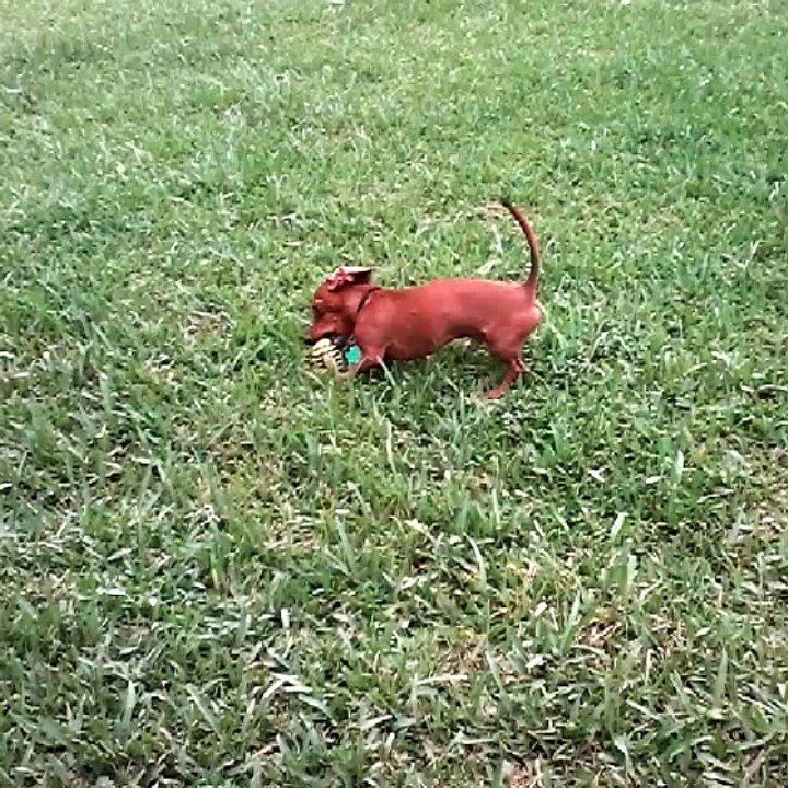 gizmo at play