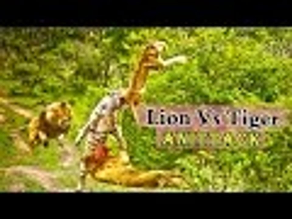 lion vs tiger Top attacks HD