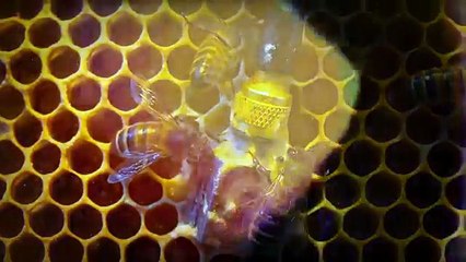 Arılarla yapılan doğal heykellerin müziğe uyumu