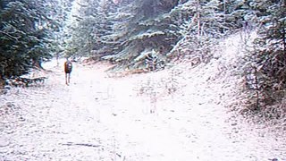 Trail cam video Nov 16-29 2008