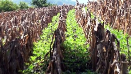 Agricultores no reciben credito de los bancos