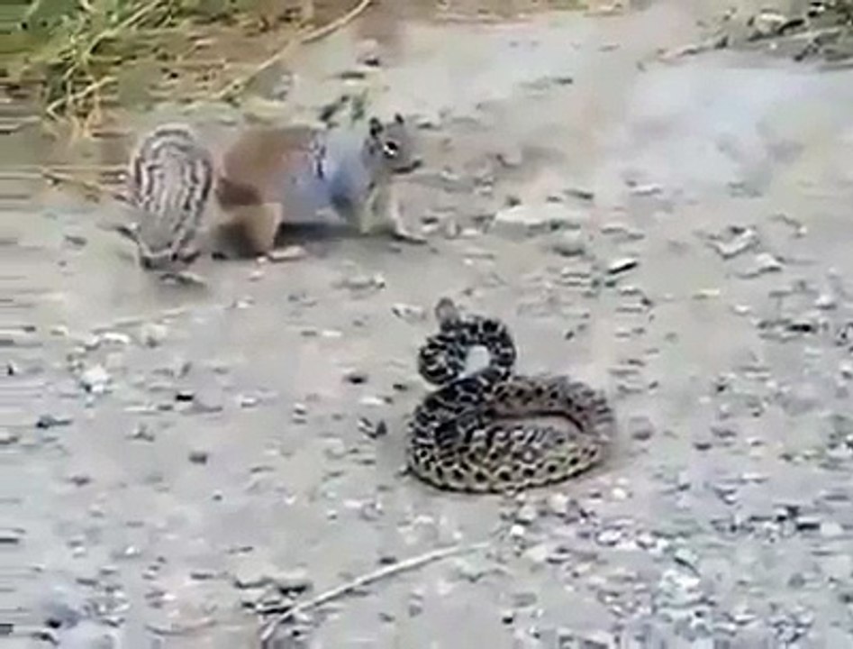 سانپ اور نیولے کی خطرناک لڑائی نیولا نے سانپ کو زخمی کر دیا - ویڈیو دیکھیں