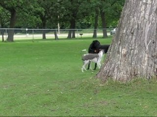 Raven and Italian greyhound friend