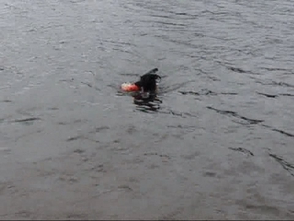 Dog Park 3