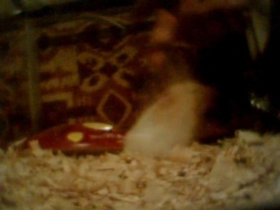 Hamster John Doe