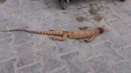 Şanlıurfa'da Nesli Tükenen Çöl Varanı Öldürüldü