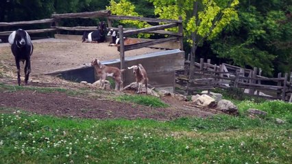 A Whole Lotta Squatting | How I Get My 8,000 Steps In A Day