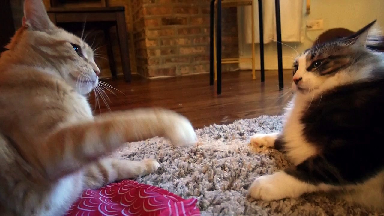 fuzzy v fwuffy