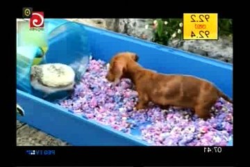 lokaya---saha 28.06.2016