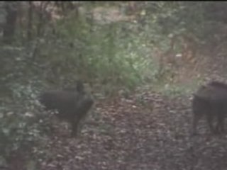 Des sangliers traversent peinards