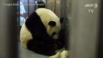 It's twins for Macau giant panda
