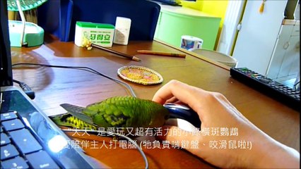 Good and musically gifted parrot green horizontal stripes