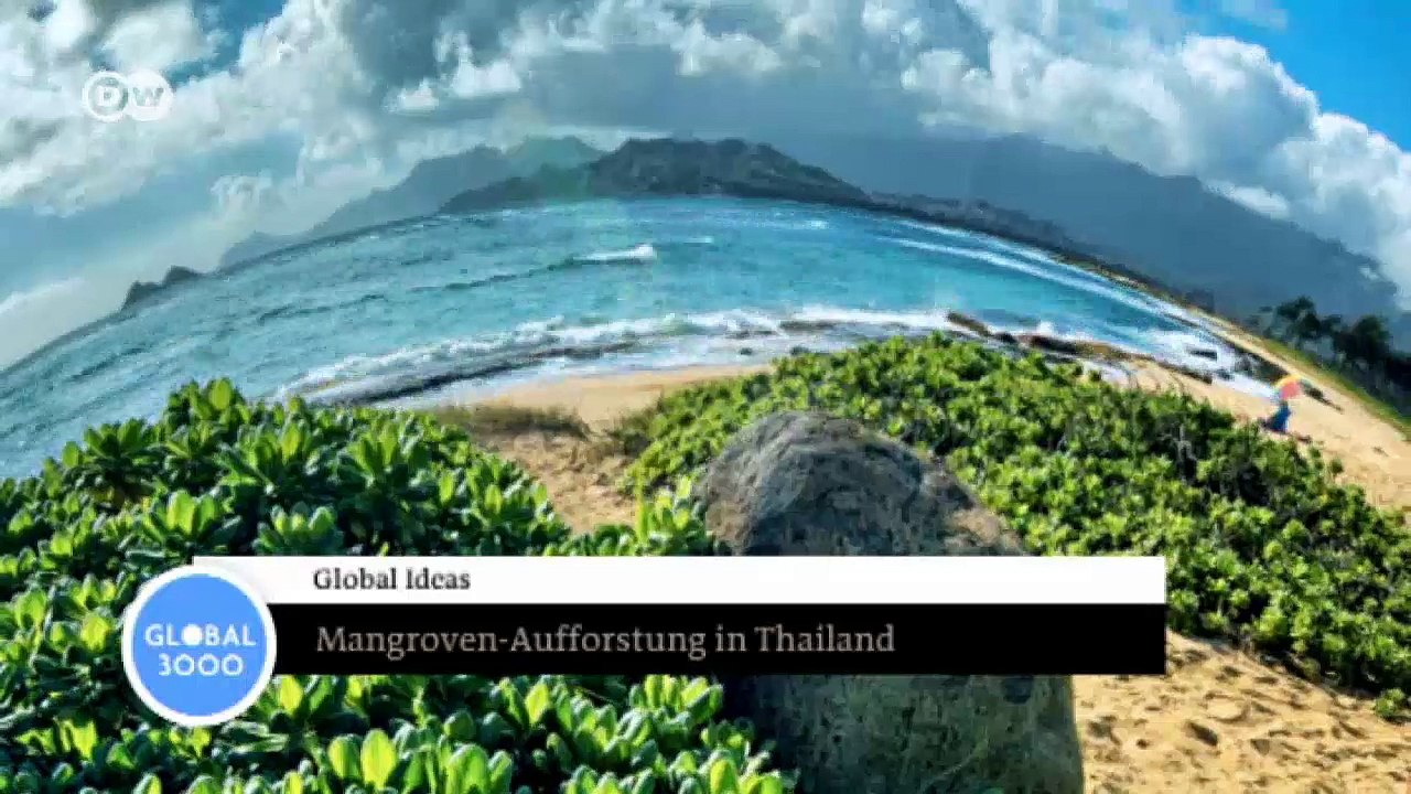 Mangrovenaufforstung in thailand | global 3000