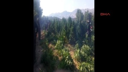 Lice'de Kenevir Tarlaları ve Çok Miktarda Toz Esrar İmha Edildi