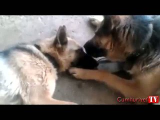 Anne köpeğin büyük mutluluğu