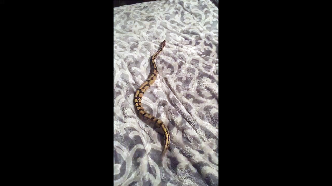 Ce serpent lutte pour avancer sur les draps du lit