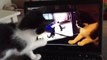 Des chats confus en train de se regarder dans une vidéo. Trop mignon
