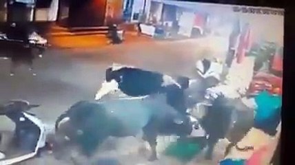 Cows create havoc during Shopping