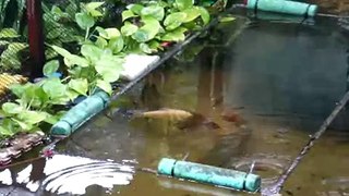 10pcs red arowana in Pond. 25