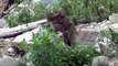 MONKEYS - Funny Animals Videos - Funny Monkey Videos - Cute and funny baby monkey compilation p2 - YouTube_3