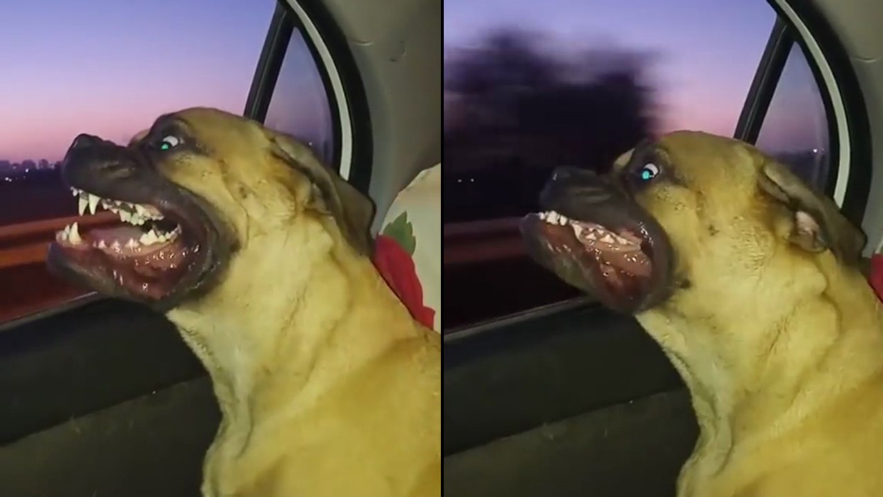 Ce chien se met la gueule au vent !