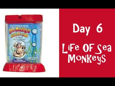 The Life Of Sea Monkeys Day 6
