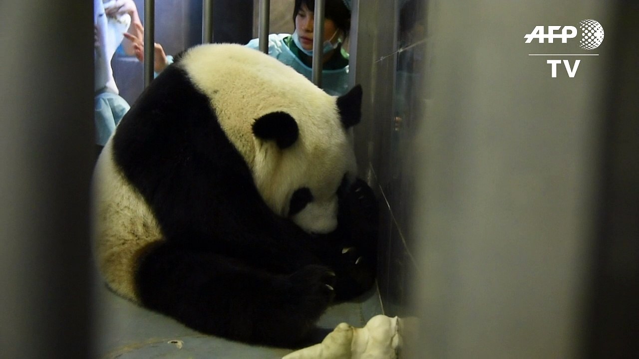 Panda-Zwillinge in Macau geboren