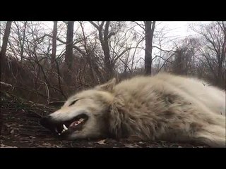 Hurlement d'un loup paresseux
