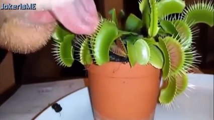 Funny videos 2016 - Stupid people doing stupid things