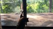 Squirrel desperately wants to play with cat