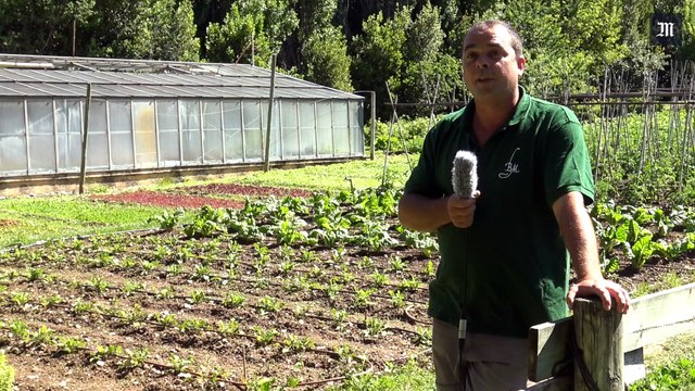 Jardin : Comment cultiver un potager bio ?