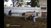 Animali maltrattati e circondati dal letame a Canosa di Puglia