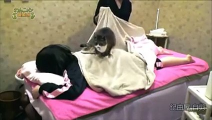 Au Japon, vous pouvez désormais vous faire masser par des chats