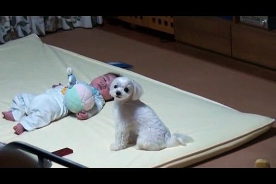 Ce chien crie pour calmer bébé qui pleure hahah combat de cris