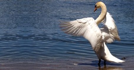 Kuğuya Yumruk Attı, 10 Gün Hapis Cezası Aldı