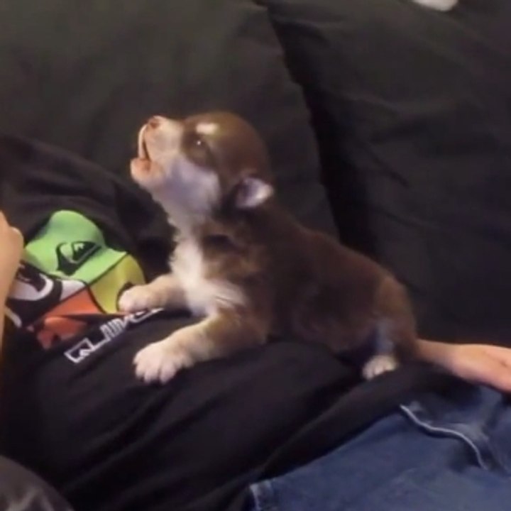 Um cachorrinho aprende a latir