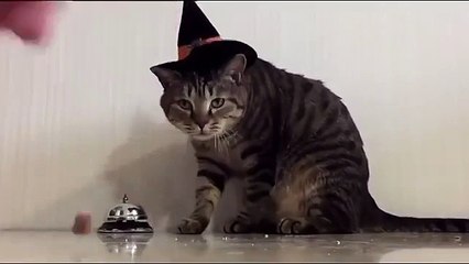 Дрессированный хозяин кормит кота по требованию )) Готовьтесь посмеяться от души!