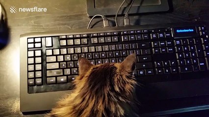 Cat fascinated by owner's computer keyboard