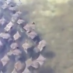 A migração de centenas de arraias