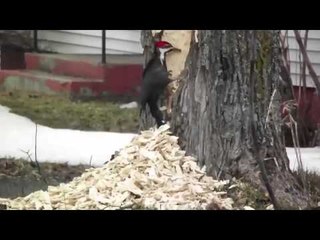 نقار الخشب كيف يعمل