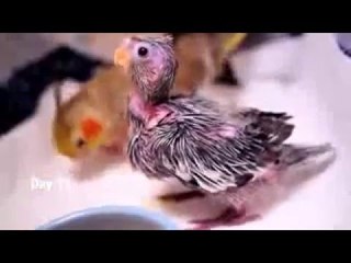 مراحل نمو فرخ الكوكتيل