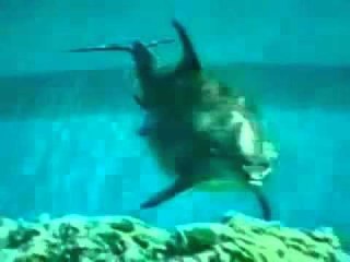 اروع ماتراه عيناك لحظة ولادة الدولفين!!!سبحان الله