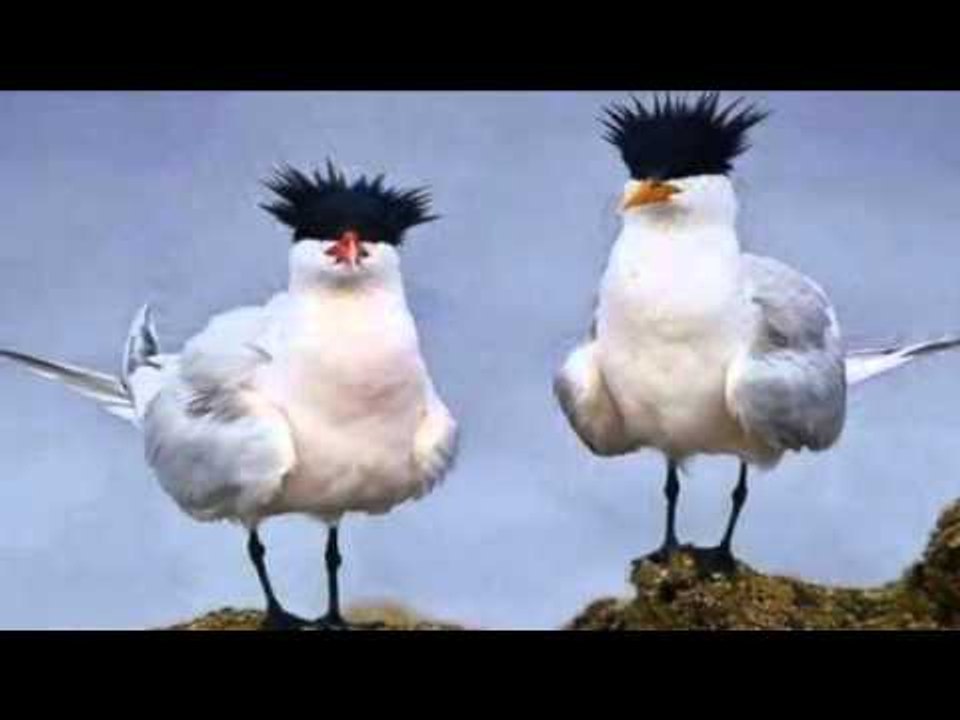 اجمل واروع الطيور في العالم
