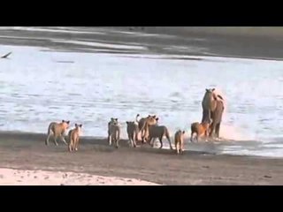 فيل يتغلب على 20 أسد !!   YouTube