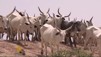 Nigeria: New scheme aims to end violence over grazing land