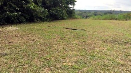 Woman Tackles 6ft Long Snake