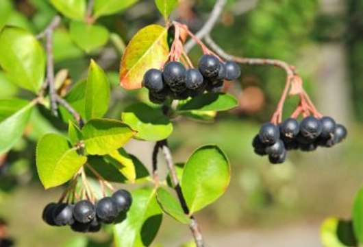 Mucize Bitki Aronia Kanser Düşmanı